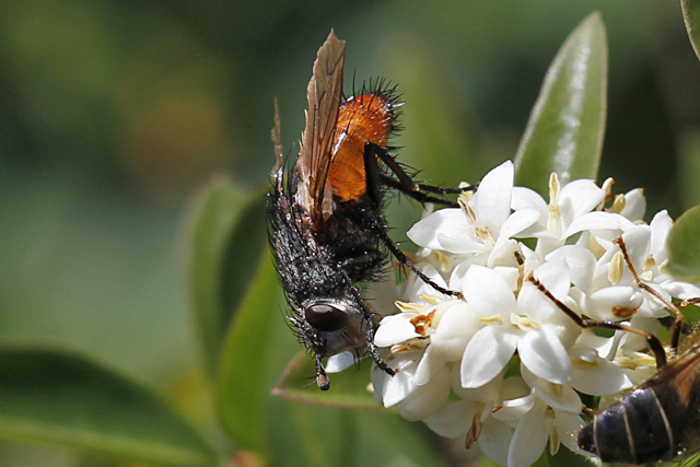 Peleteria rubescens